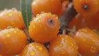 seabuckthorn juice video of vedamrit wellness