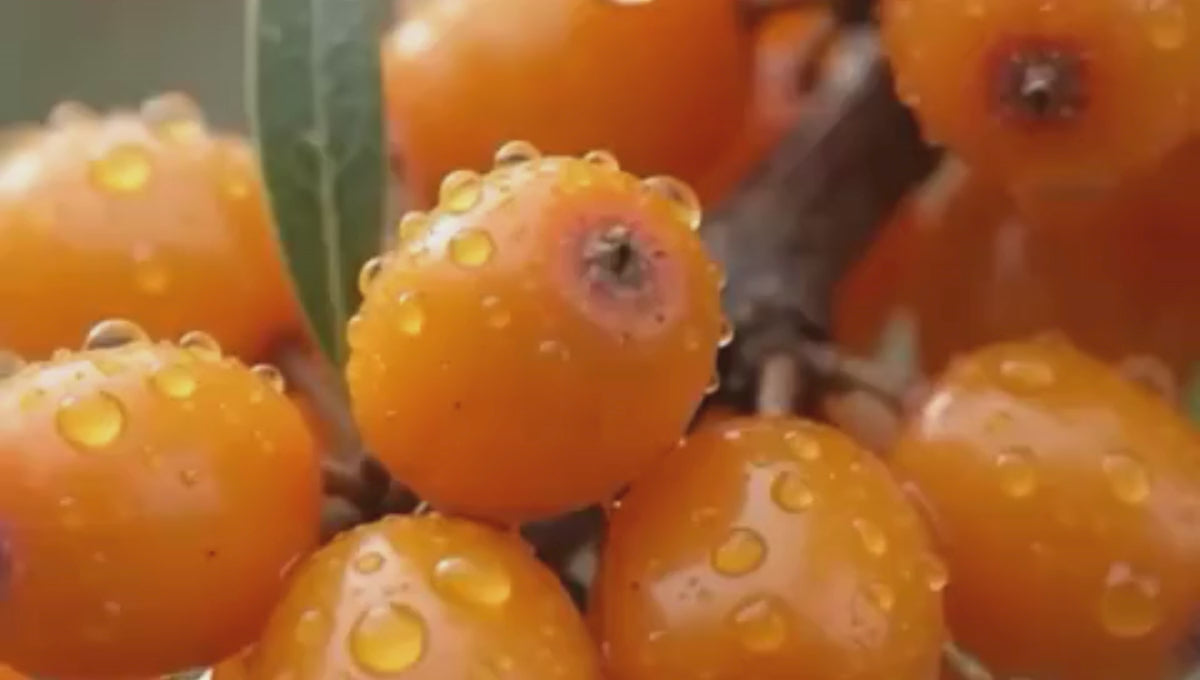 seabuckthorn juice video of vedamrit wellness